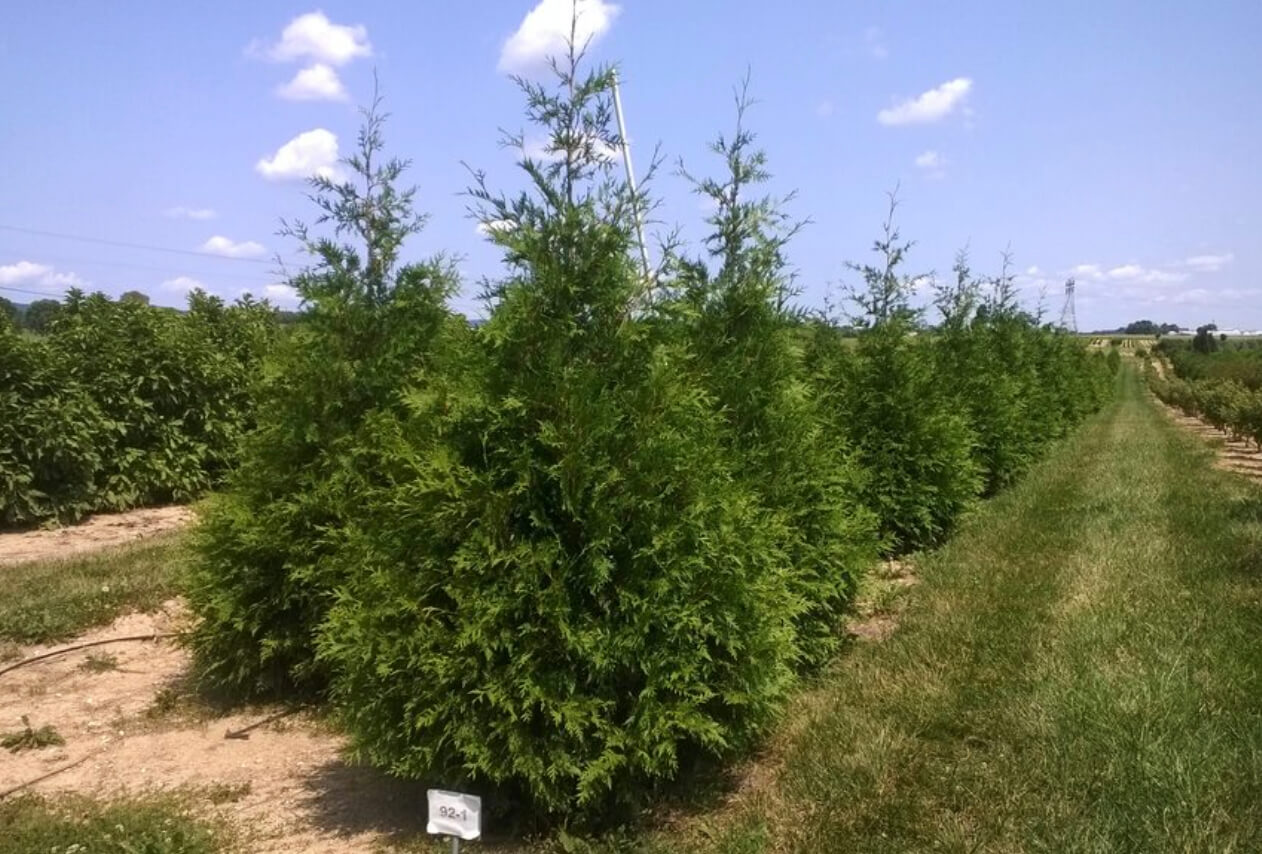Plant of the Month Deer resistant Thuja plicata 'Zebrina'